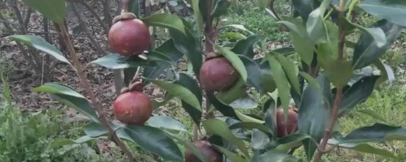 山竹怎么养，喜欢在半阴环境下生长