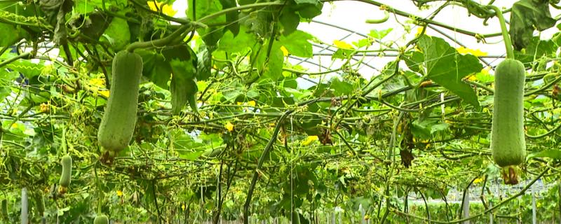 让丝瓜多结果的方法，种植后期让植株接受全日照