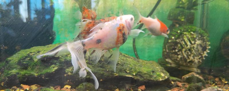 金鱼怎么繁殖小鱼，成年后水温合适便会繁殖