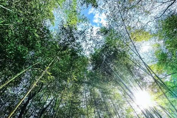 竹子的品质有哪些,有无私奉献、坚韧不拔等