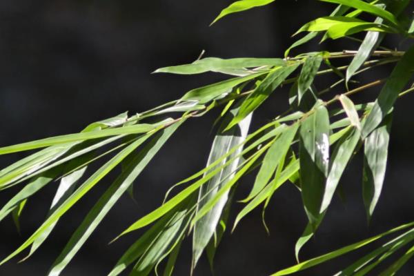 竹子的品质有哪些,有无私奉献、坚韧不拔等