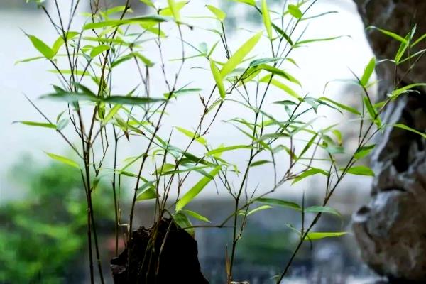 竹子的品质有哪些,有无私奉献、坚韧不拔等
