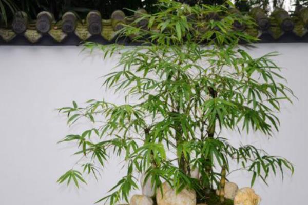 竹子的品质有哪些,有无私奉献、坚韧不拔等