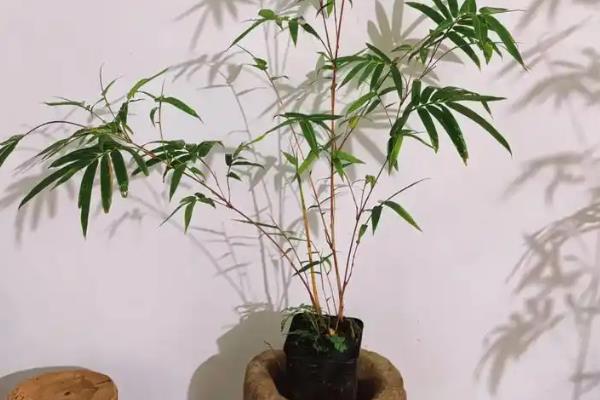 竹子的品质有哪些,有无私奉献、坚韧不拔等