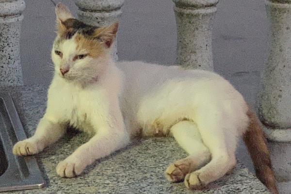 猫咪越养越瘦的原因,可能是疾病所致