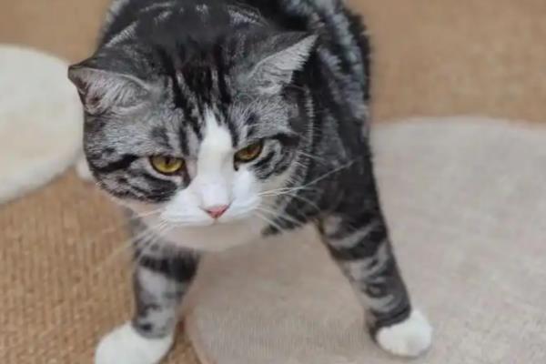 猫咪越养越瘦的原因,可能是疾病所致