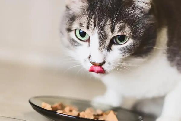 猫咪越养越瘦的原因,可能是疾病所致
