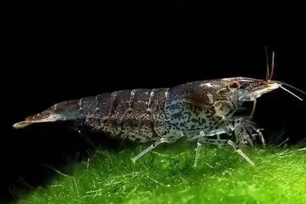 避免黑壳虾死亡的方法,把水温保持在10-30℃