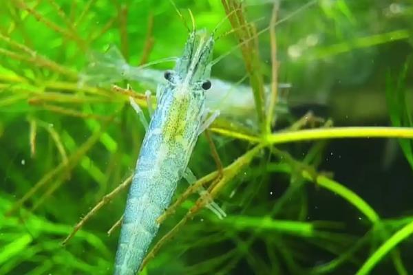 避免黑壳虾死亡的方法,把水温保持在10-30℃