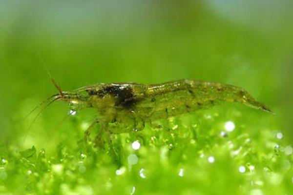 避免黑壳虾死亡的方法,把水温保持在10-30℃