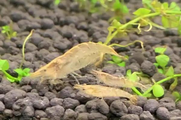 避免黑壳虾死亡的方法,把水温保持在10-30℃