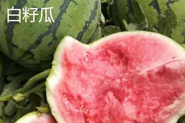 8424西瓜是黑籽吗,8424西瓜是黑籽