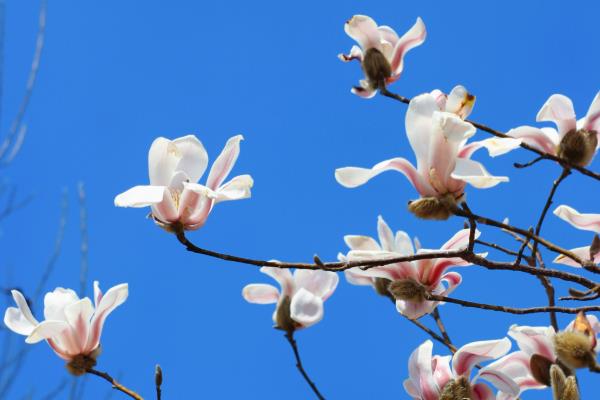 玉兰花的养殖方法，每2-3天浇一次水