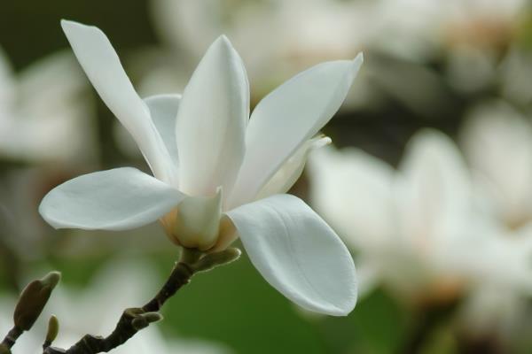 玉兰花的养殖方法，每2-3天浇一次水