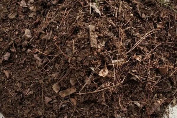 玉兰花的养殖方法，每2-3天浇一次水