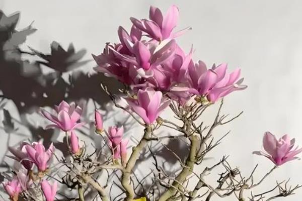 玉兰花的养殖方法，每2-3天浇一次水