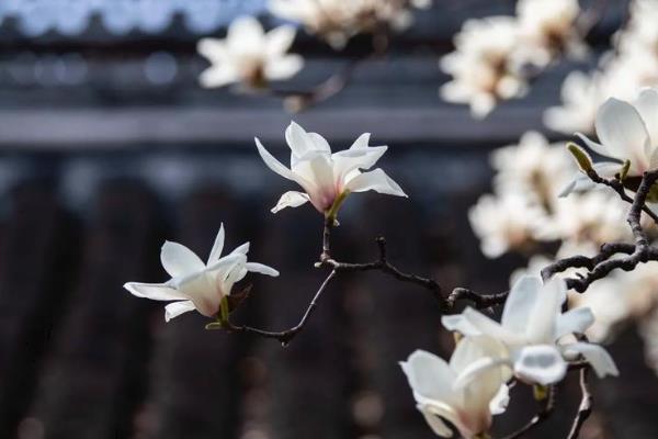 玉兰花的养殖方法，每2-3天浇一次水