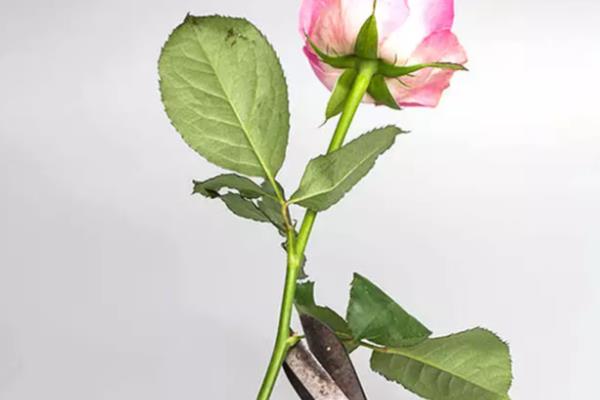 送母亲鲜花适合什么花,推荐康乃馨、剑兰等