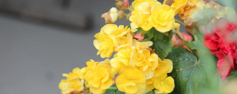丽格海棠有花苞不开花怎么办，秋冬季保持7-10天浇水一次