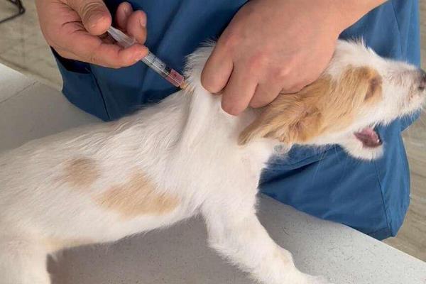 犬细小怎么防治,连续接种疫苗可提高免疫效果