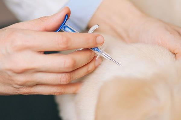 犬细小怎么防治,连续接种疫苗可提高免疫效果