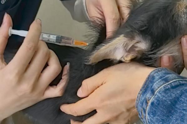 犬细小怎么防治,连续接种疫苗可提高免疫效果