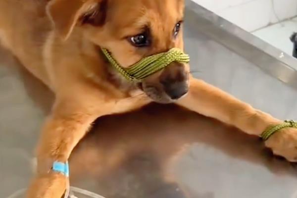犬细小怎么防治,连续接种疫苗可提高免疫效果