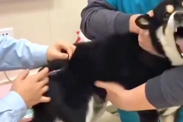 犬细小怎么防治,连续接种疫苗可提高免疫效果