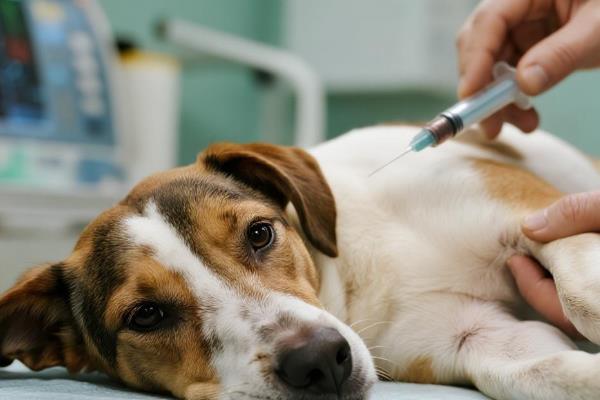 犬细小怎么防治,连续接种疫苗可提高免疫效果