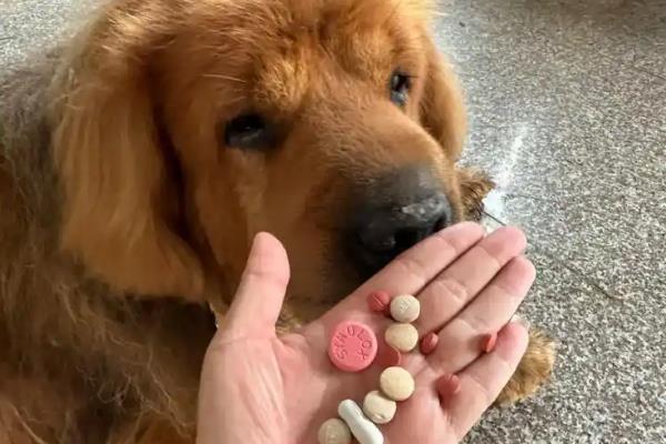 犬细小怎么防治,连续接种疫苗可提高免疫效果