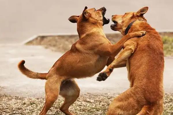 犬细小怎么防治,连续接种疫苗可提高免疫效果