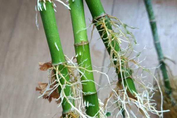 富贵竹喜阴吗,适合在有散射光的半阴环境中生长