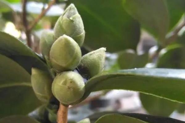 山茶花在几月开，一般在2-4月份的时候开花