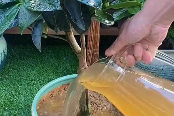 山茶花在几月开，一般在2-4月份的时候开花