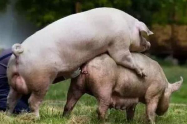 一元母猪是如何配出来的，父代和母代均为纯种