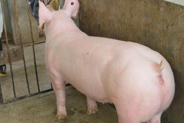 一元母猪是如何配出来的，父代和母代均为纯种