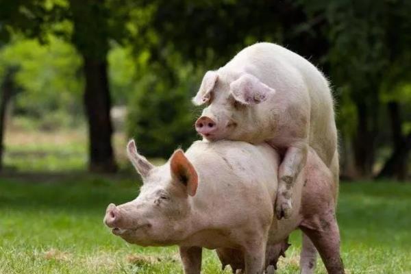 一元母猪是如何配出来的，父代和母代均为纯种