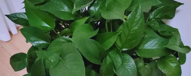 绿萝怎么养，适合生长在湿润的环境中