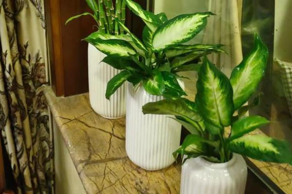 万年青的品种，常见的有紫背万年青、斑马叶万年青等