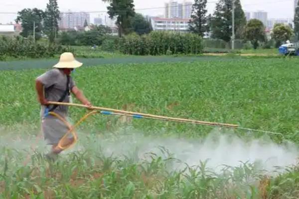 玉米苗期能喷磷酸二氢钾吗,可以对叶片喷施