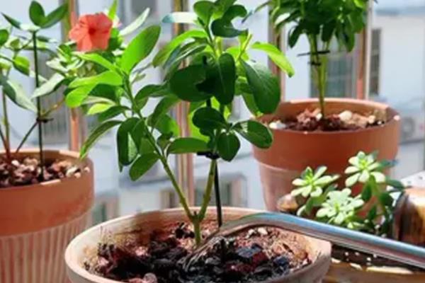 葡萄糖如何正确浇花,首先要捣碎稀释
