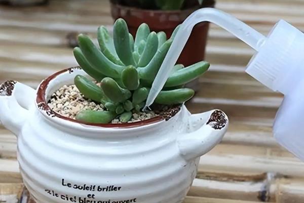 葡萄糖如何正确浇花,首先要捣碎稀释