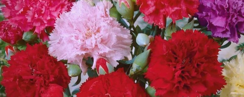康乃馨的花语，不同颜色的花语不同