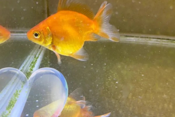 金鱼怎么繁殖小鱼，成年后水温合适便会繁殖