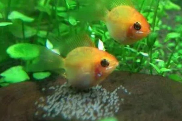 金鱼怎么繁殖小鱼，成年后水温合适便会繁殖