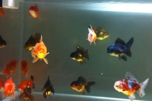 金鱼怎么繁殖小鱼，成年后水温合适便会繁殖