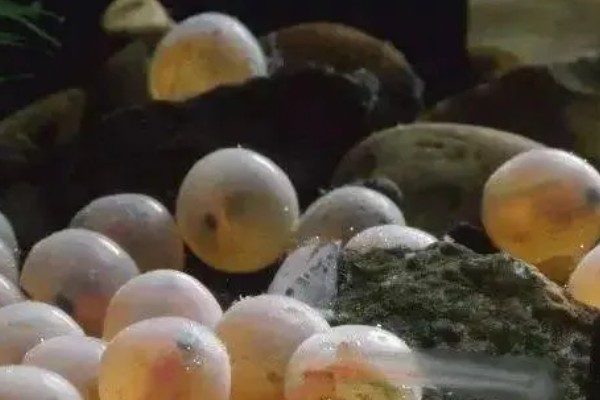 金鱼怎么繁殖小鱼，成年后水温合适便会繁殖