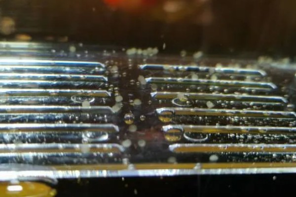 金鱼怎么繁殖小鱼，成年后水温合适便会繁殖