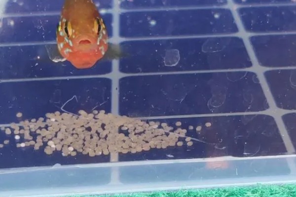 金鱼怎么繁殖小鱼，成年后水温合适便会繁殖