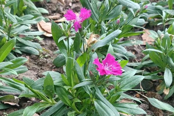 石竹的花期持续时间，4月份开花10月份结束